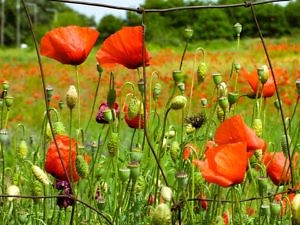 poppy-2337718_960_720